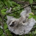 sloth_toed_three_map_h_0028_cos0223.jpg